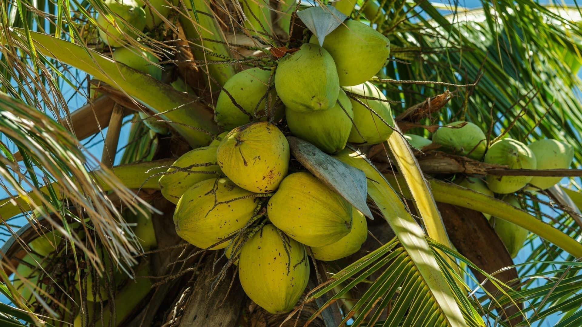 Coconut Water: Is It Really Nature's Sports Drink?